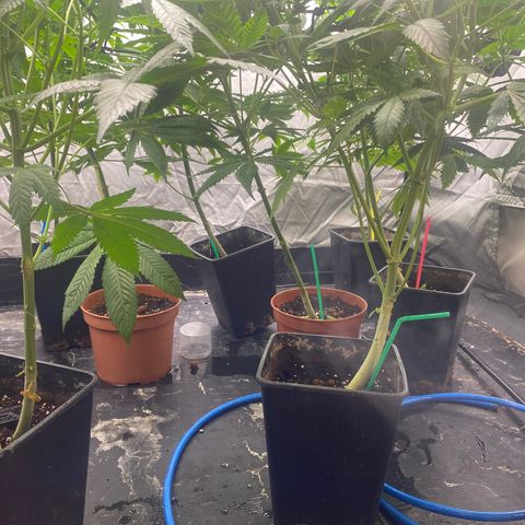Cream Caramel growlog timeline photo