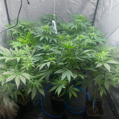 Cream Caramel growlog timeline photo
