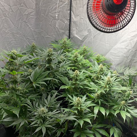 Cream Caramel growlog timeline photo