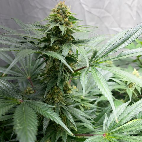 Cream Caramel growlog timeline photo