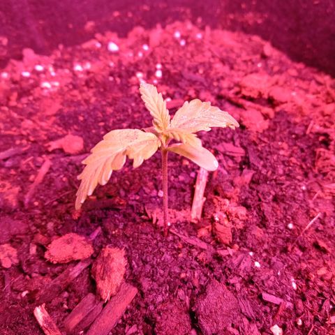 Girl scout cookies  growlog timeline photo