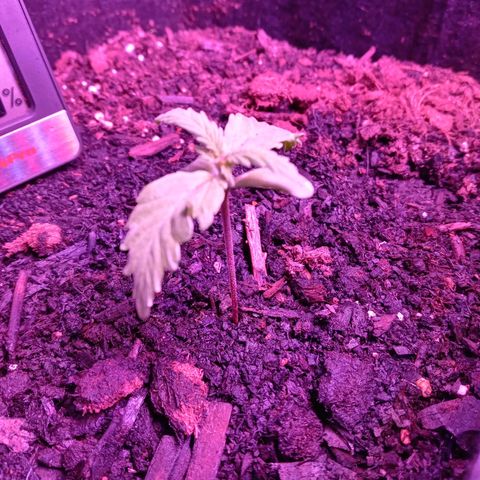 Girl scout cookies  growlog timeline photo