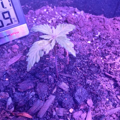 Girl scout cookies  growlog timeline photo