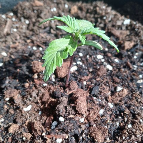 Girl scout cookies  growlog photo: Added medium water first big grow 
