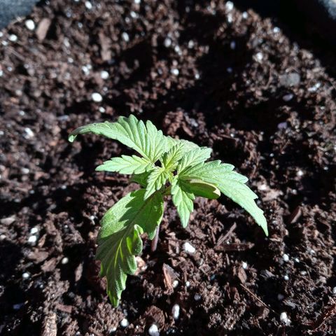 Girl scout cookies  growlog timeline photo
