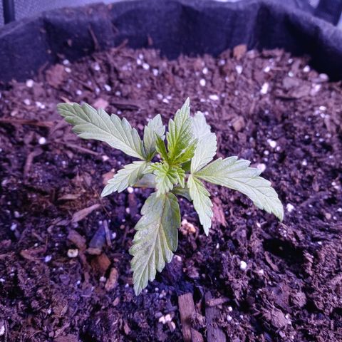 Girl scout cookies  growlog timeline photo
