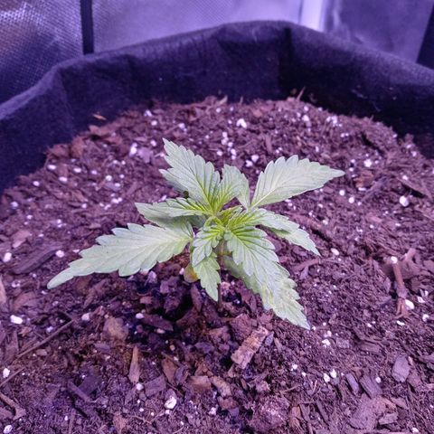 Girl scout cookies  growlog timeline photo