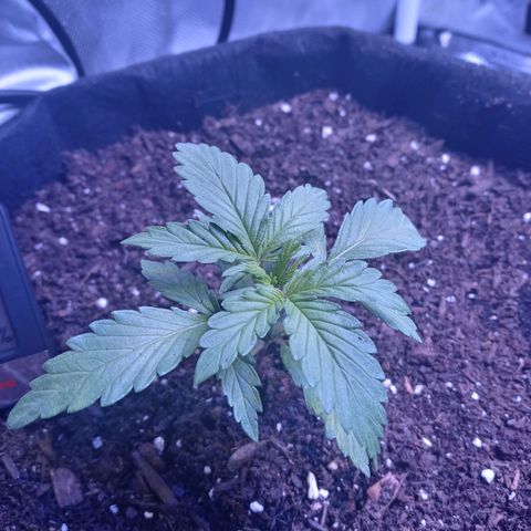 Girl scout cookies  growlog timeline photo