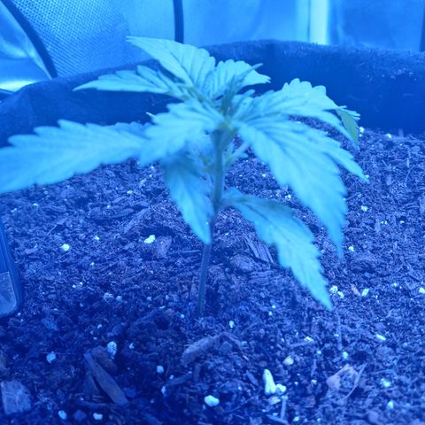 Girl scout cookies  growlog timeline photo