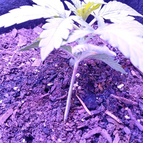 Girl scout cookies  growlog photo: Started slightly lowering LST. Will adjust 
