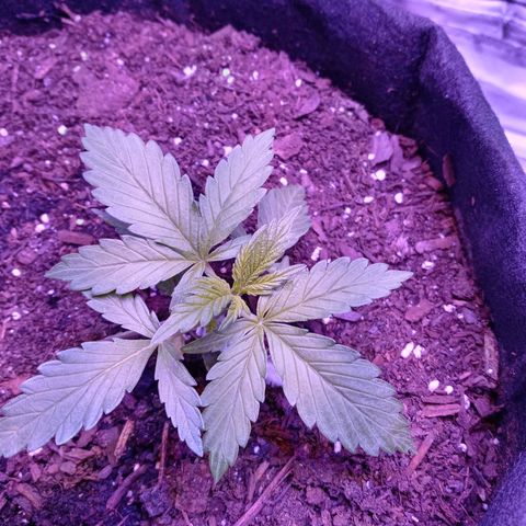 Girl scout cookies  growlog photo: Started slightly lowering LST. Will adjust 