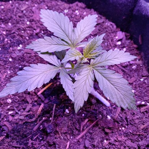 Girl scout cookies  growlog photo: Started slightly lowering LST. Will adjust 