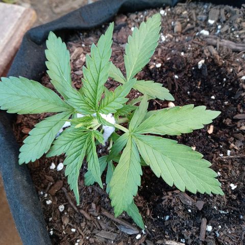 Girl scout cookies  growlog timeline photo