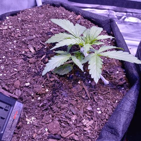 Girl scout cookies  growlog timeline photo