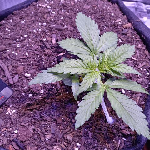 Girl scout cookies  growlog timeline photo