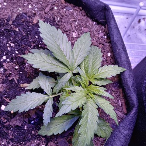 Girl scout cookies  growlog photo: Heavy water this morning, added additional tie downs in mid afternoon, and left outside all day 74. Picture that night after sleep and first turn lights on. 