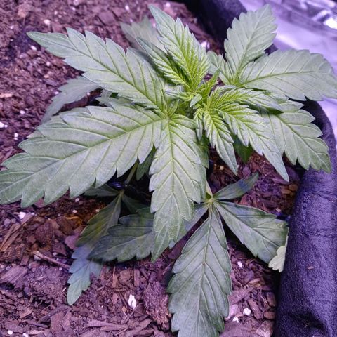 Girl scout cookies  growlog photo: More LST this morning. This picture was right as light came back on. 