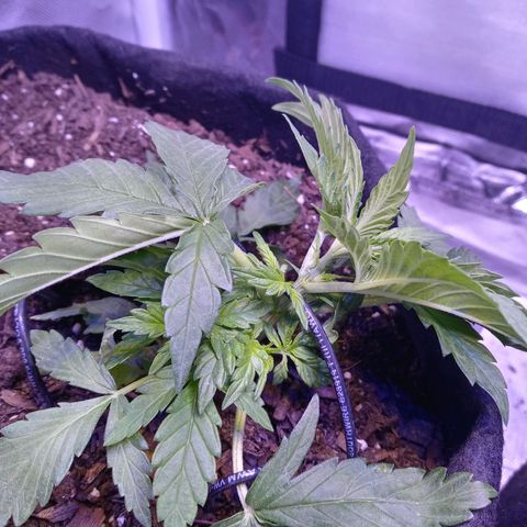 Girl scout cookies  growlog photo: So much under growth. Took out all lst wire and added less. 
