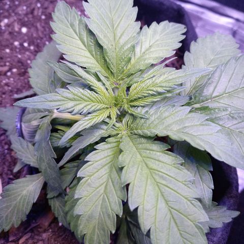 Girl scout cookies  growlog photo: So much under growth. Took out all lst wire and added less. 