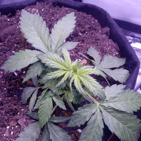 Girl scout cookies  growlog photo: Trimmed off two leafs to get more under growth exposed 😬 smell is getting stronger 