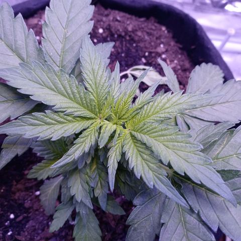 Girl scout cookies  growlog timeline photo
