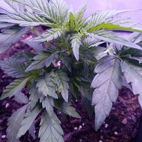 Girl scout cookies  growlog timeline photo