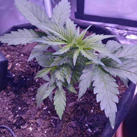 Girl scout cookies  growlog timeline photo