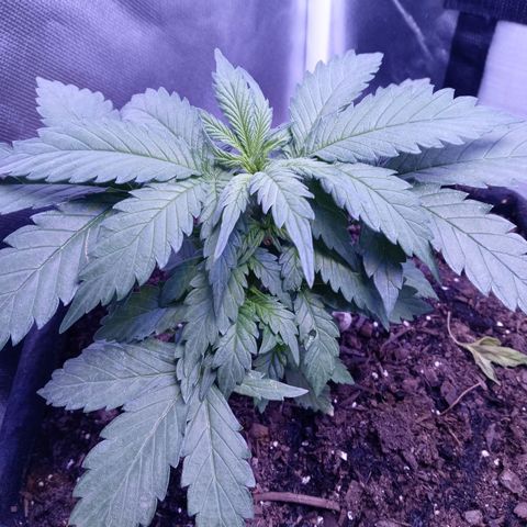 Girl scout cookies  growlog photo: Did full water this morning with run off. Added nutrients and molasses along with mixing expresso coffee grounds into the soil,two handfuls. 