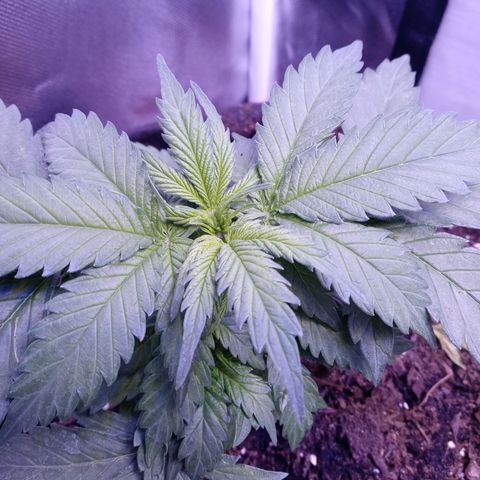 Girl scout cookies  growlog photo: Did full water this morning with run off. Added nutrients and molasses along with mixing expresso coffee grounds into the soil,two handfuls. 