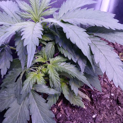 Girl scout cookies  growlog photo: Did better lst this time tied to the pot. Left indoors cold day and the next few will be colder. 