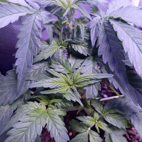 Girl scout cookies  growlog timeline photo