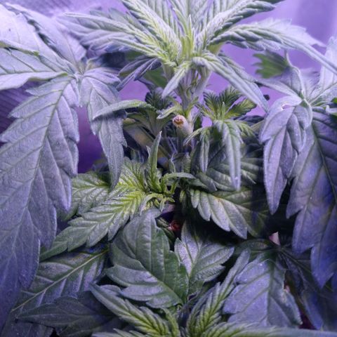 Girl scout cookies  growlog timeline photo