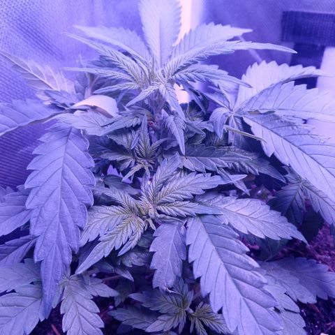 Girl scout cookies  growlog photo: This one is looking amazing 