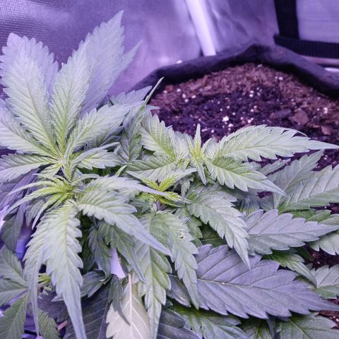 Girl scout cookies  growlog timeline photo