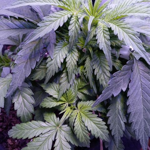 Girl scout cookies  growlog timeline photo