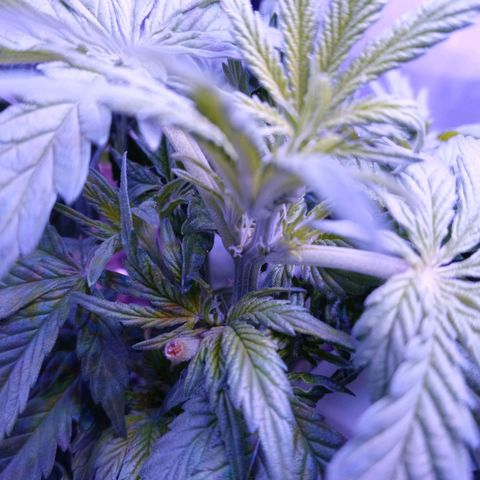 Girl scout cookies  growlog photo: First pistils started showing up this afternoon 