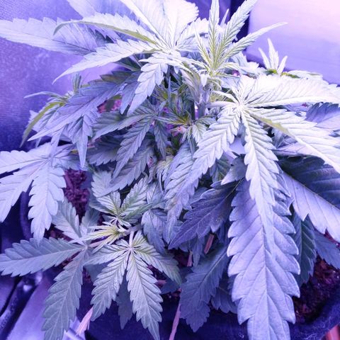 Girl scout cookies  growlog photo: First pistils started showing up this afternoon 
