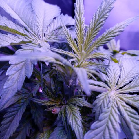Girl scout cookies  growlog photo: First pistils started showing up this afternoon 