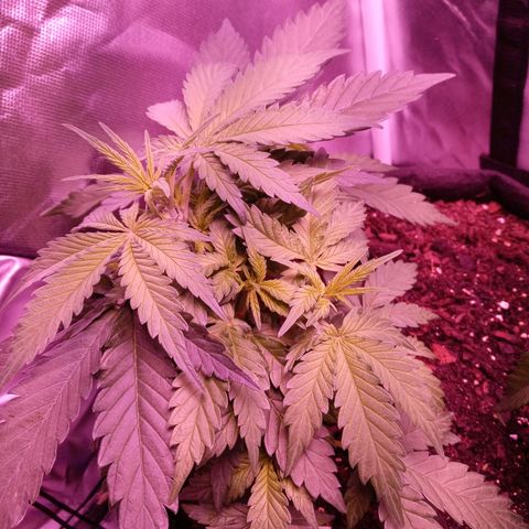 Girl scout cookies  growlog photo: First pistils started showing up this afternoon 