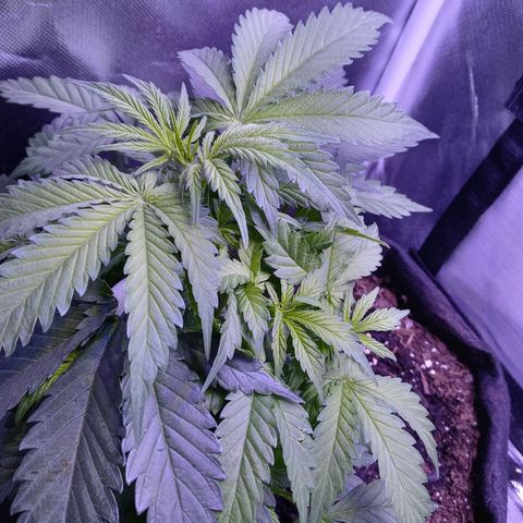 Girl scout cookies  growlog timeline photo