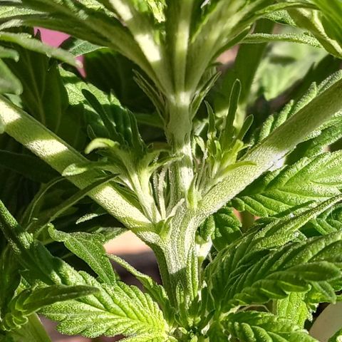 Girl scout cookies  growlog timeline photo