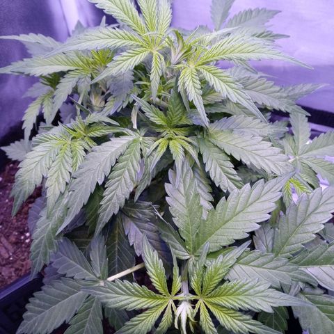 Girl scout cookies  growlog photo: Gave it a good trim to open up cola spots