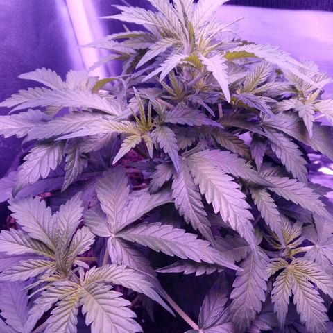Girl scout cookies  growlog timeline photo