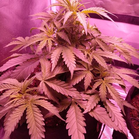 Girl scout cookies  growlog timeline photo