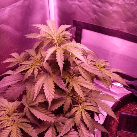 Girl scout cookies  growlog timeline photo
