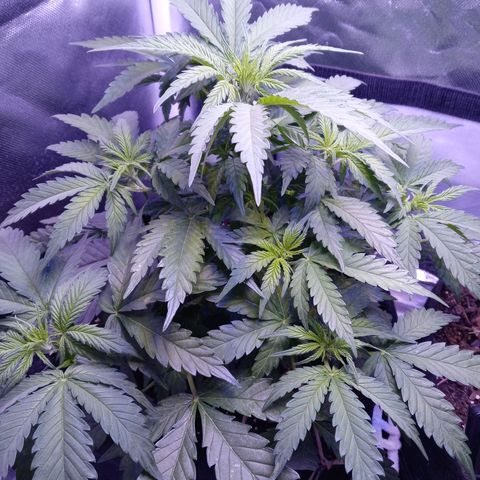 Girl scout cookies  growlog timeline photo
