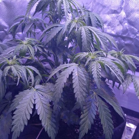 Girl scout cookies  growlog photo: Some more trimming 