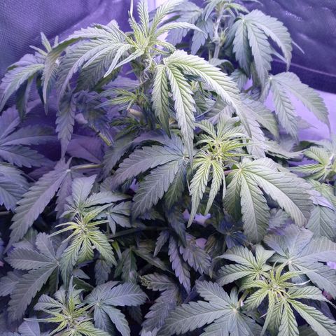 Girl scout cookies  growlog photo: Some more trimming 