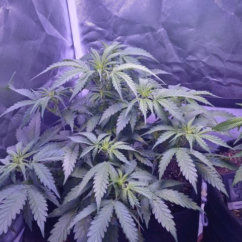 Girl scout cookies  growlog timeline photo