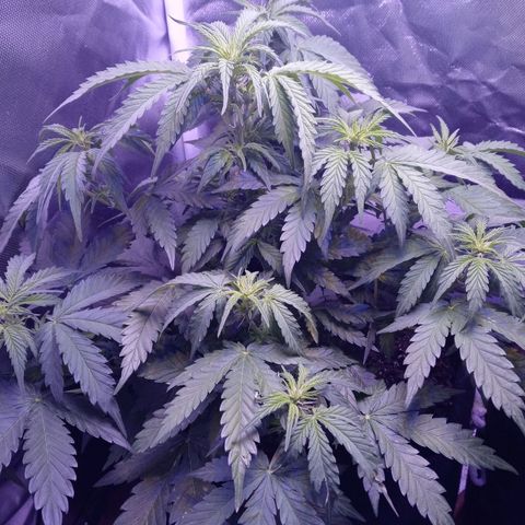 Girl scout cookies  growlog timeline photo